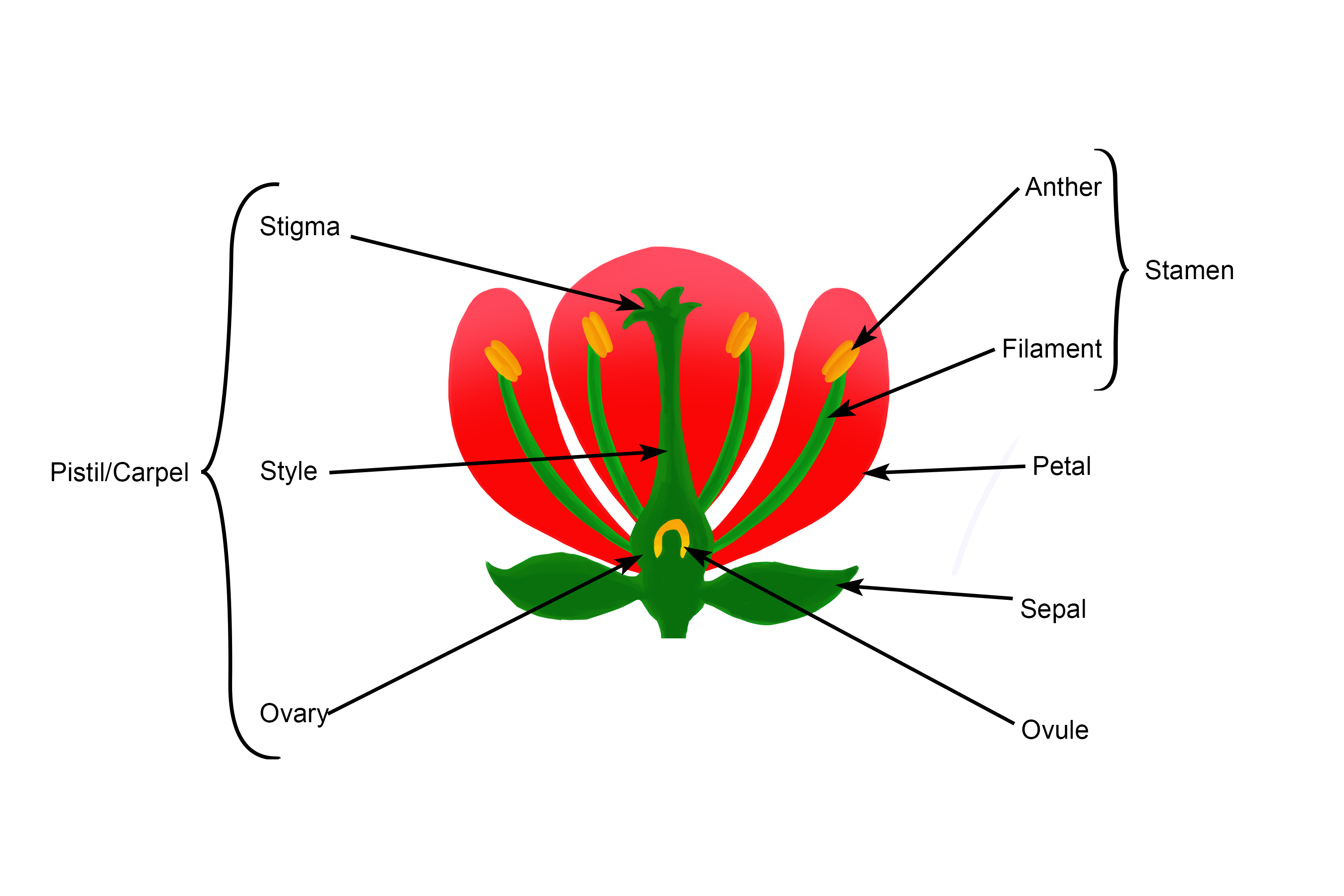 Annotated structure diagram of a flower the seed bearing feature of a plant